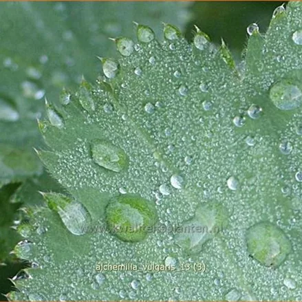 Alchemilla vulgaris