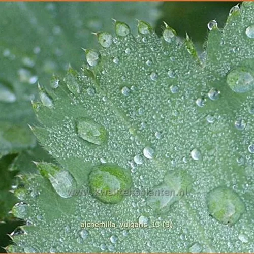 Alchemilla vulgaris