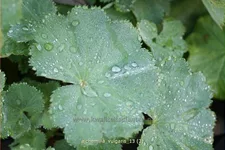 Alchemilla vulgaris