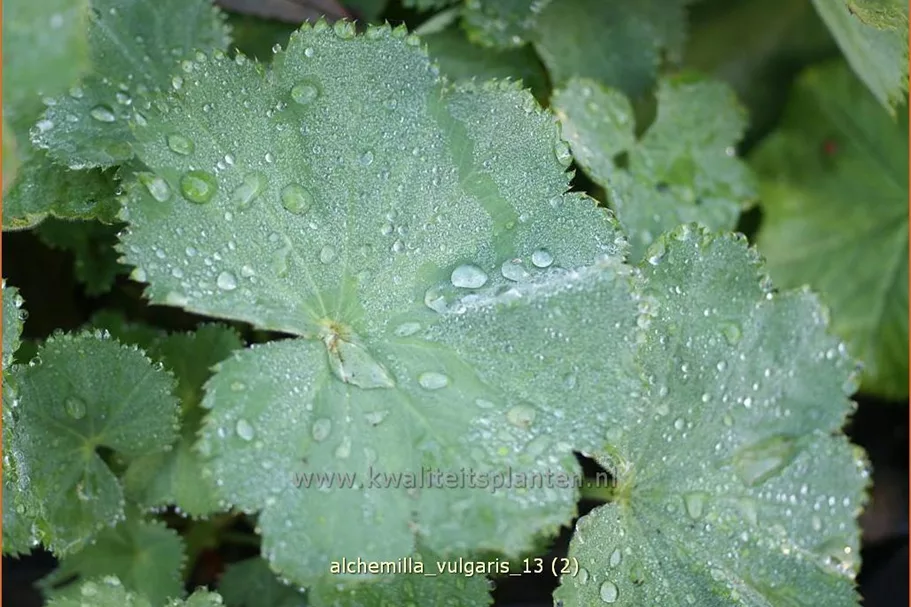 Alchemilla vulgaris