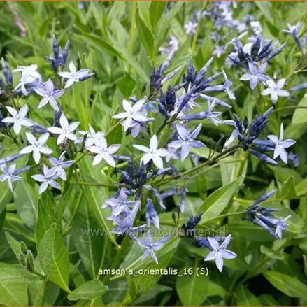 Amsonia orientalis