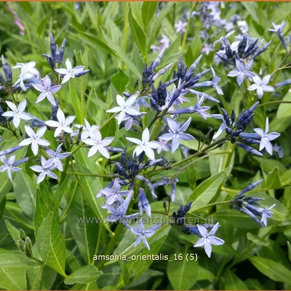 Amsonia orientalis
