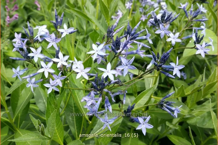 Amsonia orientalis
