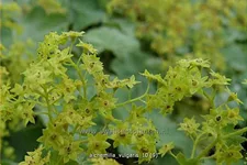 Alchemilla vulgaris