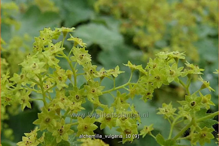 Alchemilla vulgaris