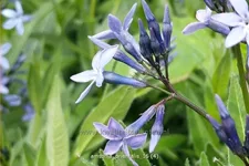Amsonia orientalis