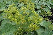 Alchemilla vulgaris