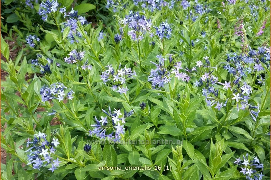 Amsonia orientalis