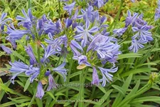 Agapanthus africanus 'Charlotte'