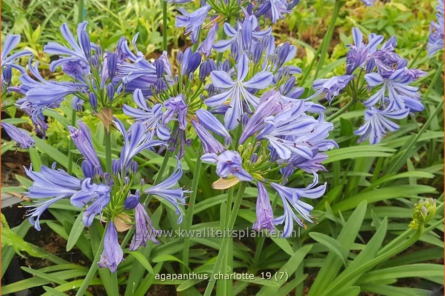 Agapanthus africanus 'Charlotte'