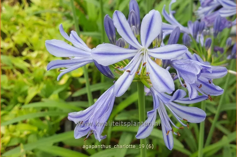 Agapanthus africanus 'Charlotte'