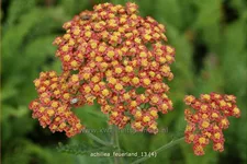 Achillea millefolium 'Feuerland'