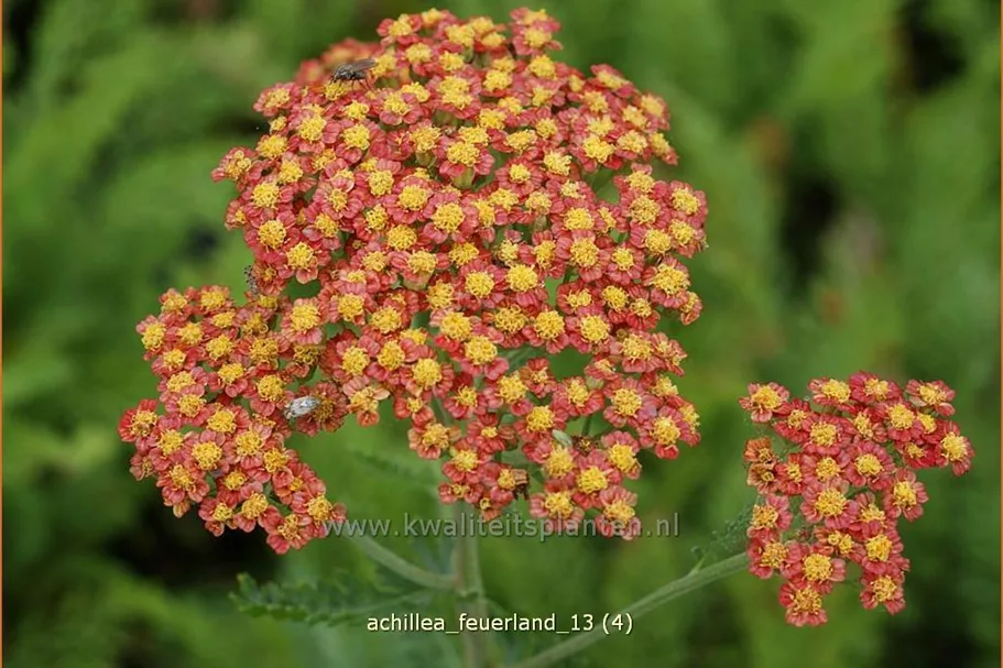 Achillea millefolium 'Feuerland'