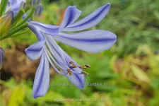 Agapanthus africanus 'Charlotte'