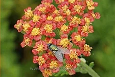 Achillea millefolium 'Feuerland'