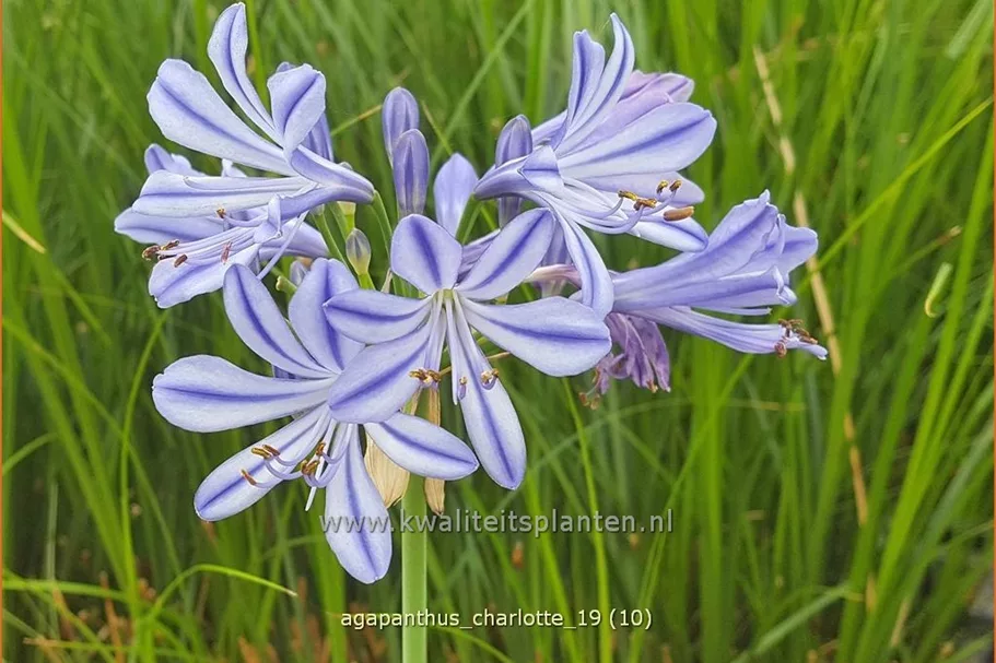 Agapanthus africanus 'Charlotte'