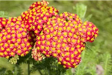 Achillea millefolium 'Feuerland'