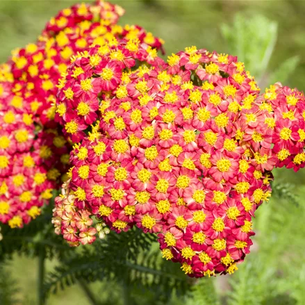 Achillea millefolium 'Feuerland'