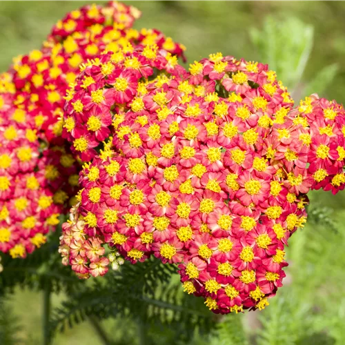 Achillea millefolium 'Feuerland'