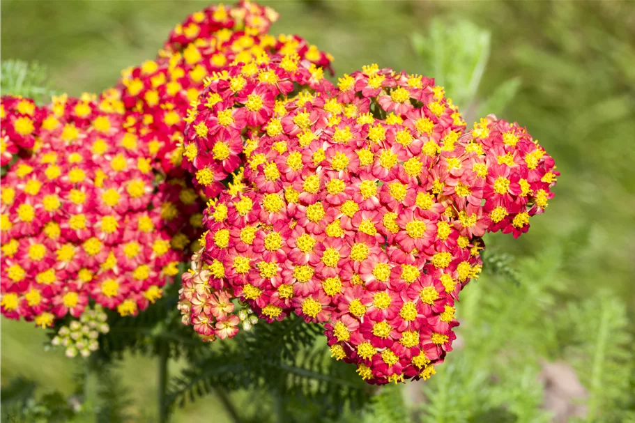 Achillea millefolium 'Feuerland'