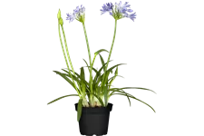 Agapanthus africanus 'Charlotte'