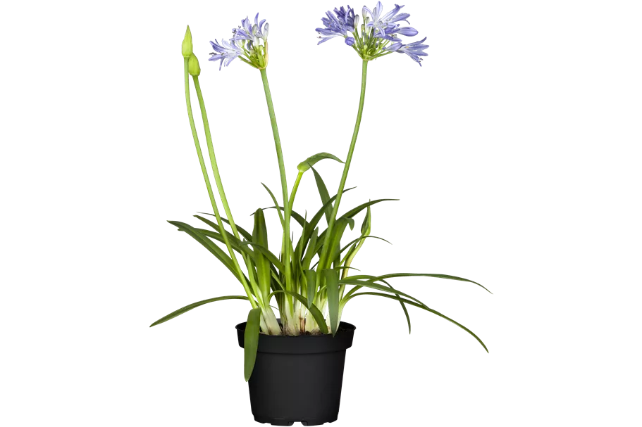 Agapanthus africanus 'Charlotte'