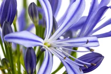 Agapanthus africanus 'Charlotte'