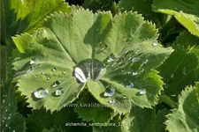Alchemilla xanthochlora