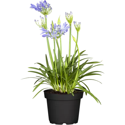 Agapanthus africanus 'Charlotte'