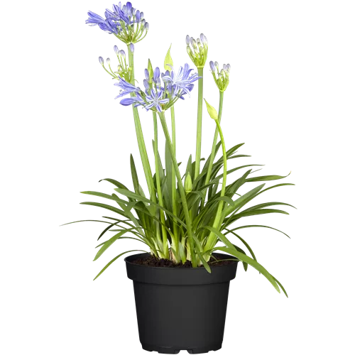 Agapanthus africanus 'Charlotte'
