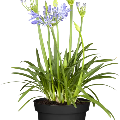 Agapanthus africanus 'Charlotte'