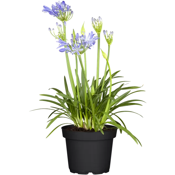 Agapanthus africanus 'Charlotte'