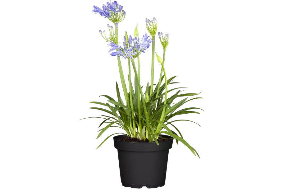 Agapanthus africanus 'Charlotte'