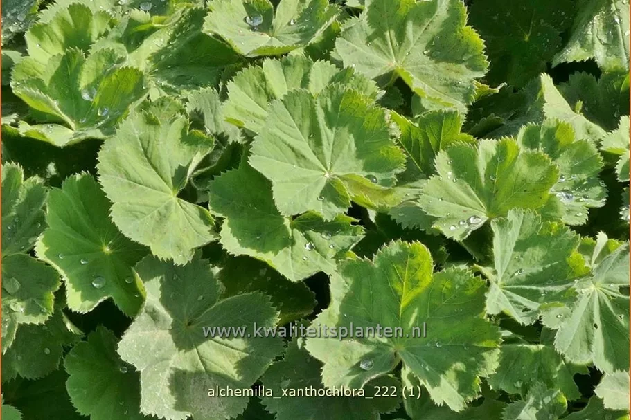 Alchemilla xanthochlora
