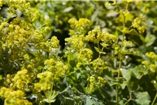 Alchemilla xanthochlora