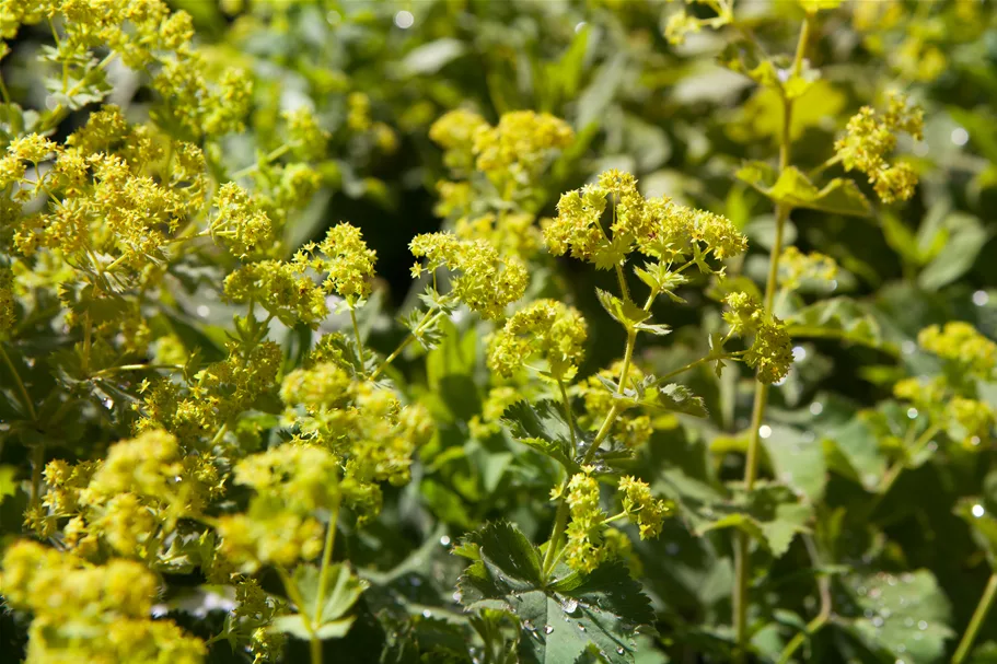 Alchemilla xanthochlora