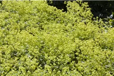 Alchemilla xanthochlora