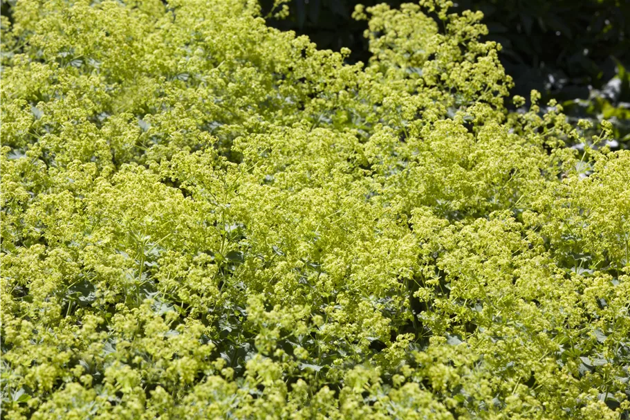 Alchemilla xanthochlora