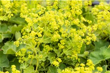 Alchemilla xanthochlora