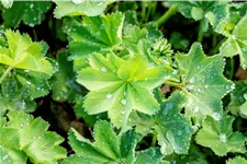 Alchemilla xanthochlora