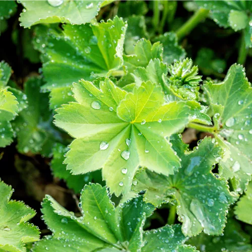 Alchemilla xanthochlora