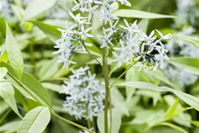 Amsonia tabernaemontana
