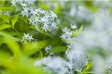 Amsonia tabernaemontana