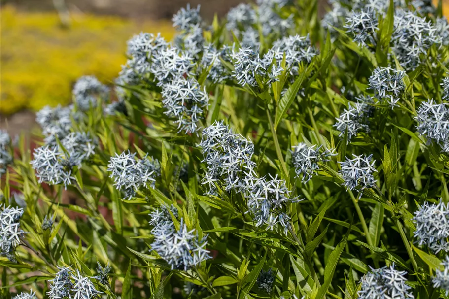 Amsonia tabernaemontana