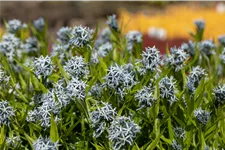Amsonia tabernaemontana