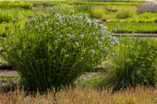 Amsonia tabernaemontana