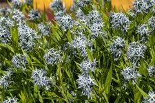 Amsonia tabernaemontana