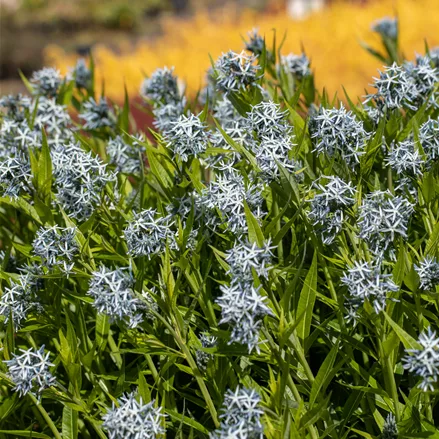 Amsonia tabernaemontana