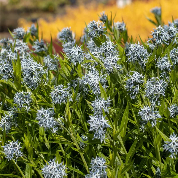 Amsonia tabernaemontana