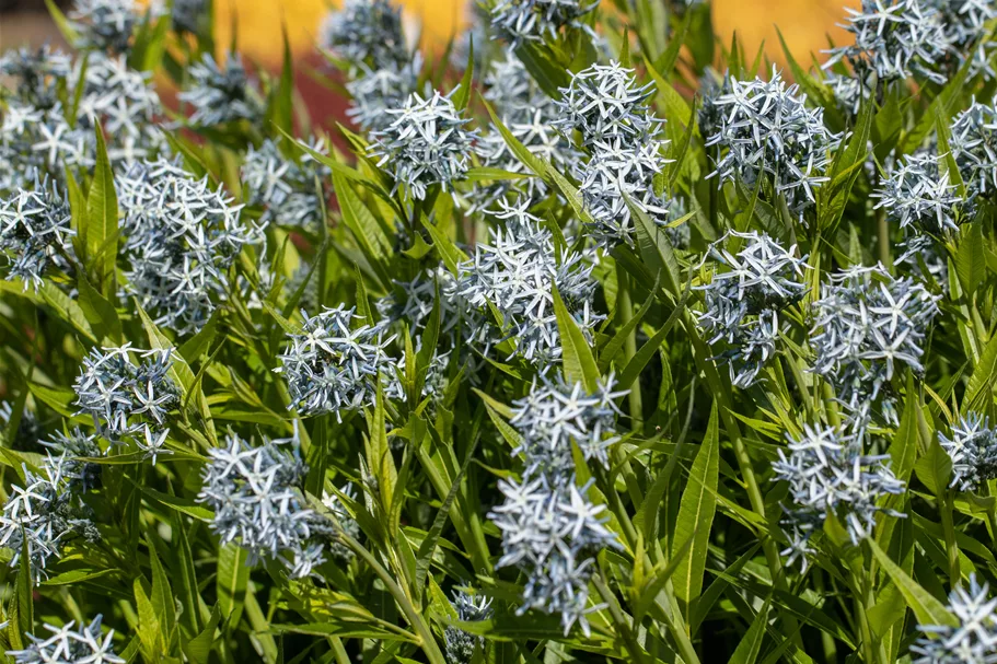 Amsonia tabernaemontana